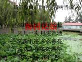 一年级下册音乐课件－2.4柳树姑娘 ｜人教新课标（2014秋） (共10张PPT)