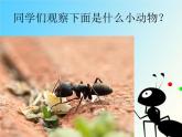 一年級下冊音樂課件-《小螞蟻》03_人教新課標（2014秋）