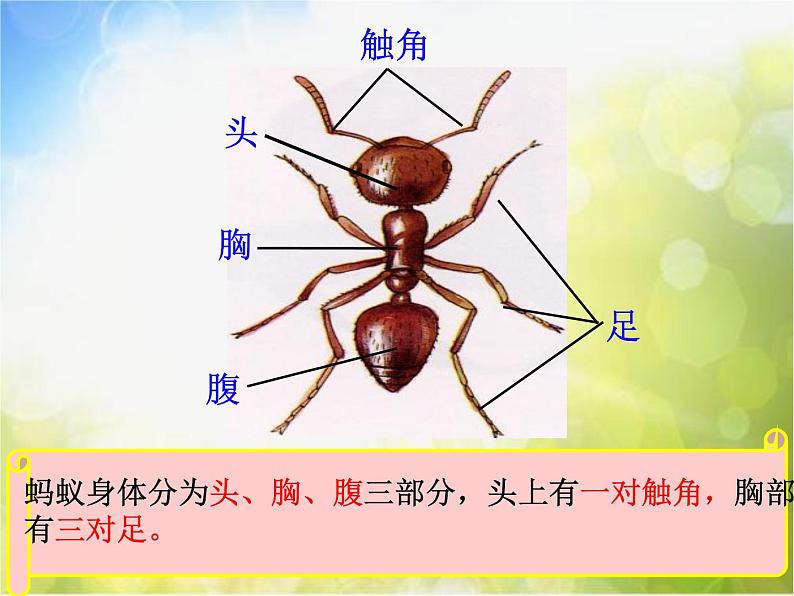 小学二年级上册音乐-3蚂蚁-西师大版(6张)ppt课件第2页