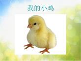 小學(xué)二年級上冊音樂-第4課聆聽《我的小雞》--人音版(簡譜)(7張)ppt課件