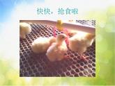小學(xué)二年級上冊音樂-第4課聆聽《我的小雞》--人音版(簡譜)(7張)ppt課件