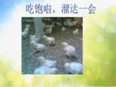 小學(xué)二年級上冊音樂-第4課聆聽《我的小雞》--人音版(簡譜)(7張)ppt課件