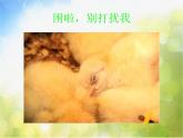 小學(xué)二年級上冊音樂-第4課聆聽《我的小雞》--人音版(簡譜)(7張)ppt課件