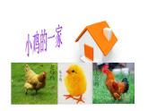 小學二年級上冊音樂-第4課《小雞的一家》--人音版(簡譜)(7張)ppt課件
