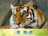 小學(xué)二年級(jí)下冊(cè)音樂-《老虎磨牙》1人音版(簡(jiǎn)譜)(10張)ppt課件