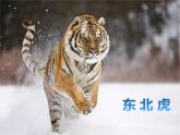 小學(xué)二年級(jí)下冊(cè)音樂-《老虎磨牙》1人音版(簡(jiǎn)譜)(10張)ppt課件