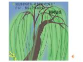 三年級下音樂柳樹姑娘課件PPT