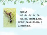 小學音樂一年級下冊唱歌《小螞蟻》課件PPT