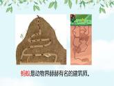 小學音樂一年級下冊唱歌《小螞蟻》課件PPT