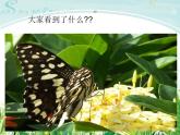 四年級下冊紅蜻蜓課件PPT