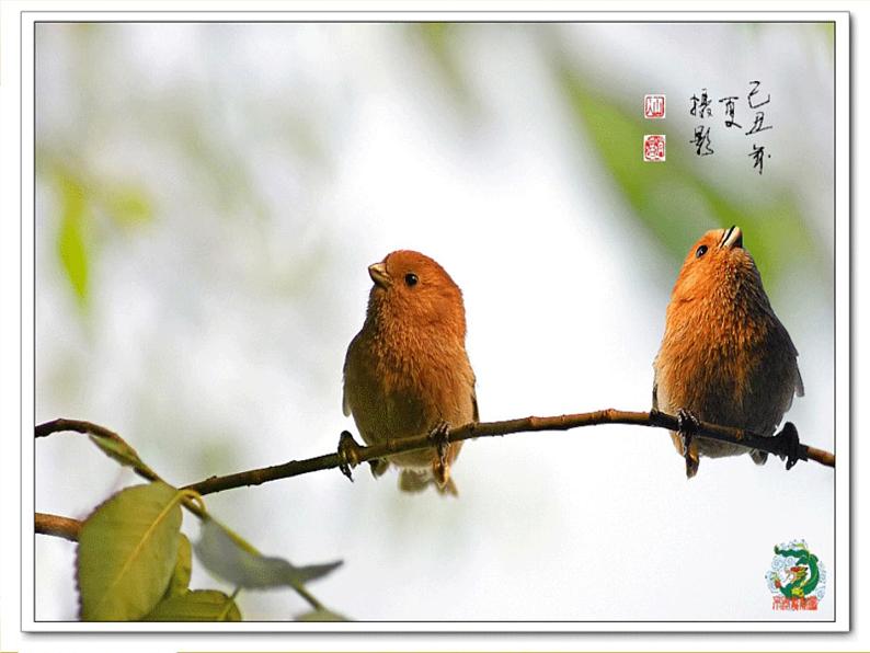 人音小学音乐三下《3空山鸟语》PPT课件 (5)06