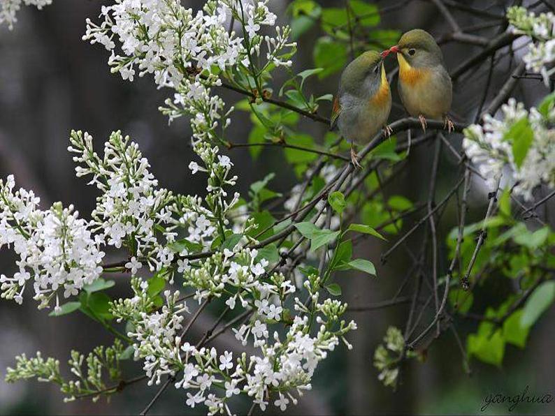 人音小学音乐三下《3空山鸟语》PPT课件 (5)08