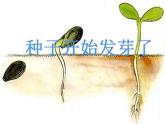 人音小学音乐三下《4春天举行音乐会》PPT课件 (2)