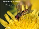 人音小学音乐五下《6花之歌》PPT课件 (2)