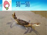 湘艺版二年级下册音乐 第九课 （歌表演）螃蟹歌(5)（课件）