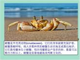 湘艺版二年级下册音乐 第九课 （歌表演）螃蟹歌(6)（课件）