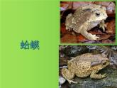 湘艺版二年级下册音乐 第九课 数蛤蟆（课件）