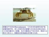 湘艺版二年级下册音乐 第九课 螃蟹歌（课件）