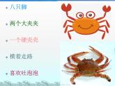 湘艺版二年级下册音乐 第九课 （歌表演）螃蟹歌(7)（课件）