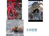 湘艺版二年级下册音乐 第九课 （歌表演）螃蟹歌(9)（课件）