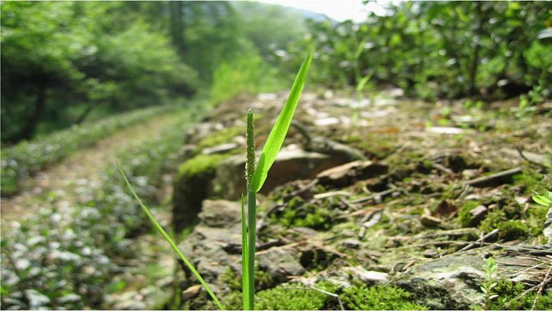 一年级下册音乐课件   （简谱） 小雨沙沙(1)   人音版   21张04