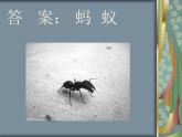 一年級下冊音樂課件 - 第一單元《唱歌　小螞蟻》人教版   8張