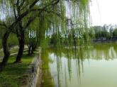 一年级下册音乐课件第二单元 唱歌 柳树姑娘 人教版