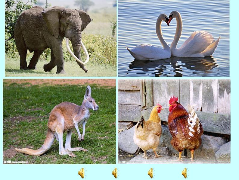 小学音乐人音版  二年级下册 狮王进行曲 课件03