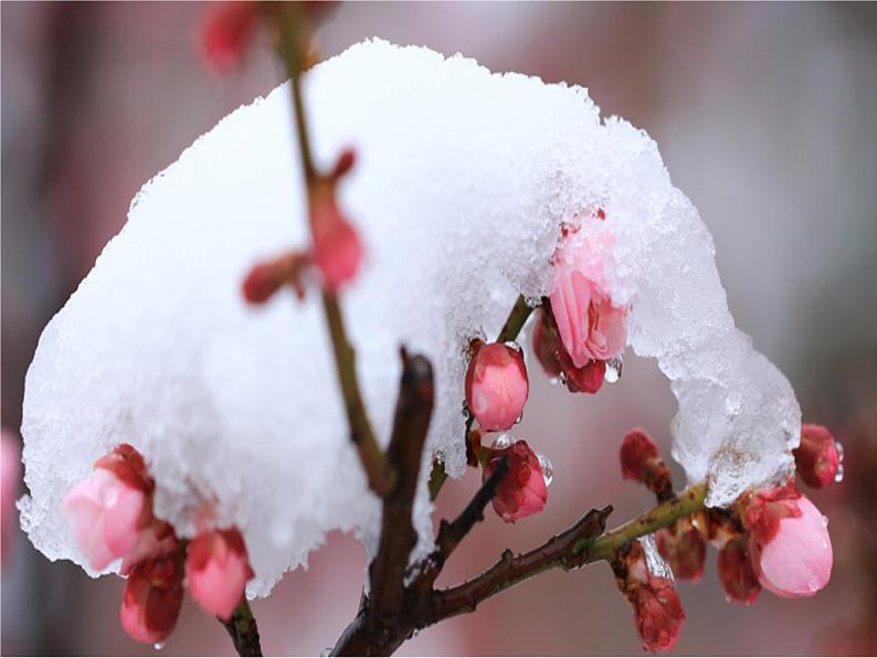 小学音乐人音版 三年级下册柳树姑娘 课件第2页