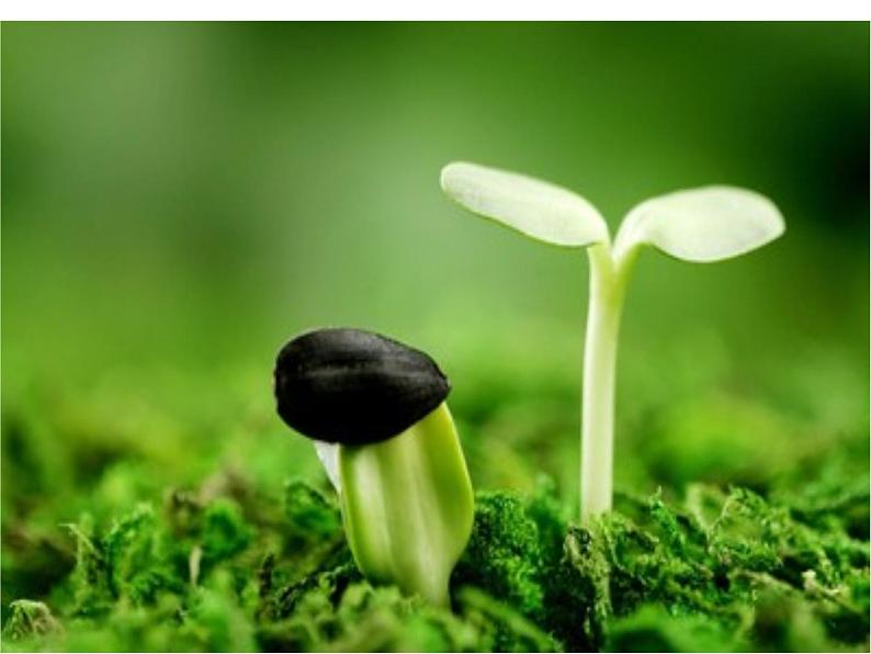 小学音乐人音版 三年级下册柳树姑娘 课件第3页