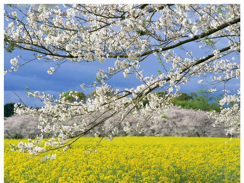 小学音乐人音版 三年级下册柳树姑娘 课件第5页