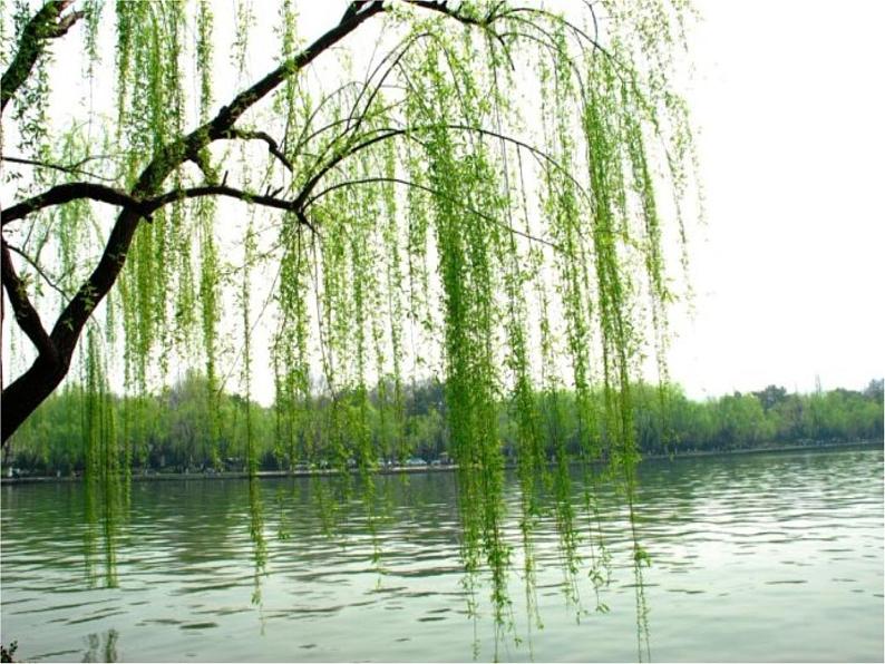 小学音乐人音版 三年级下册柳树姑娘 课件第6页