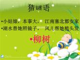小學(xué)音樂人音版 三年級下冊柳樹姑娘 1 課件
