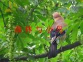 小学音乐人教版 三年级下册森林与小鸟 2 课件