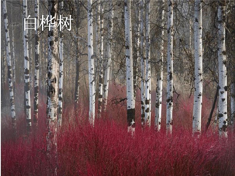 小学音乐人音版 四年级下册 演唱白桦林好地方1 课件06