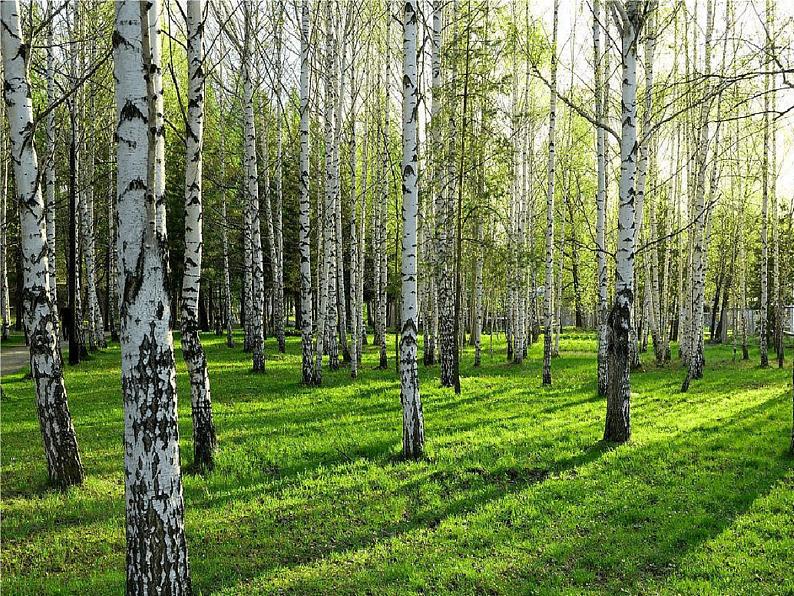 小学音乐人音版 四年级下册 演唱白桦林好地方1 课件07