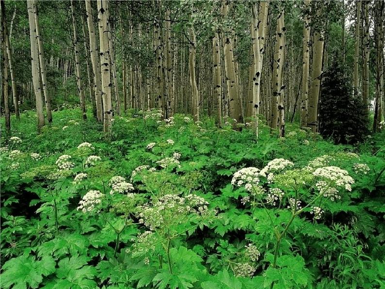 小学音乐人音版 四年级下册 演唱白桦林好地方1 课件08