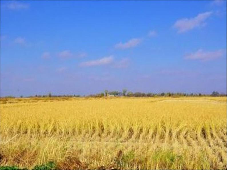 小学音乐人音版 四年级下册 演唱土风舞  课件第5页