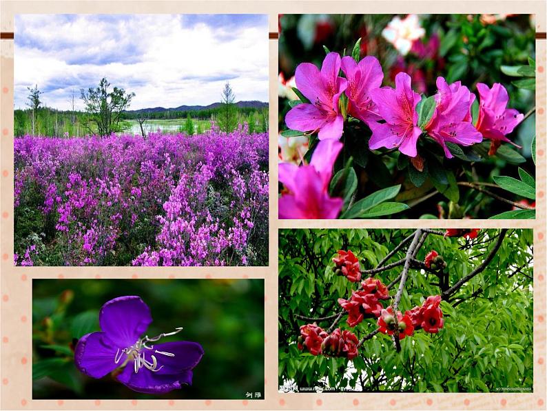 小学音乐人音版 四年级下册 演唱山谷静悄悄 1 课件第3页