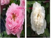 西师大版五下音乐 5.2.2雪绒花 课件