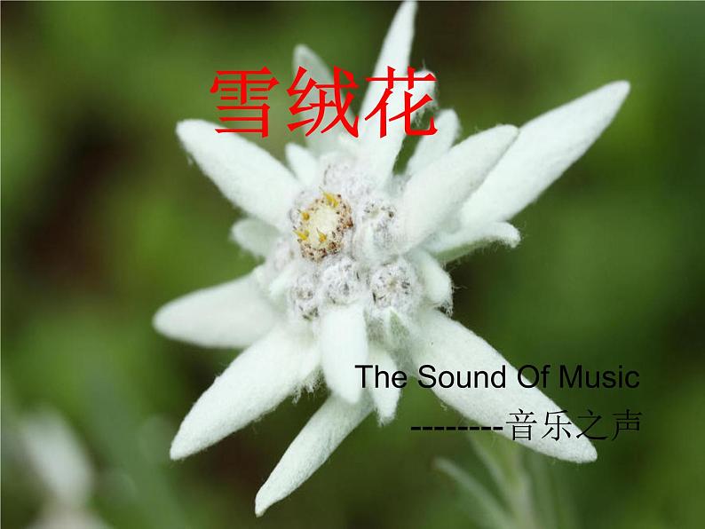 西师大版五下音乐 5.2.2雪绒花 课件第3页