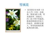 西师大版五下音乐 5.2.2雪绒花 课件