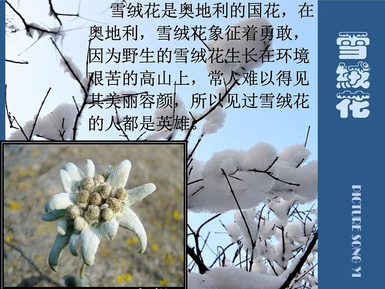 西师大版五下音乐 5.2.2雪绒花 课件第6页