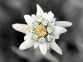 西师大版五下音乐 5.2.2雪绒花 课件