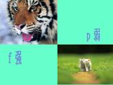 一年級(jí)下冊(cè)音樂(lè)課件第三單元 歌表演 小動(dòng)物唱歌｜人教版   13張