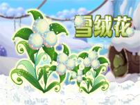 小学音乐西师大版五年级下册唱歌 雪绒花教课内容课件ppt