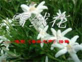 西师大版五下音乐 5.2.2雪绒花 课件