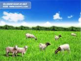 湘艺版小学音乐四下 2.4读谱唱歌 可爱的羊群 课件