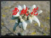 西师大版五下音乐 5.2.2雪绒花 课件