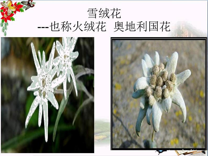 西师大版五下音乐 5.2.2雪绒花 课件04